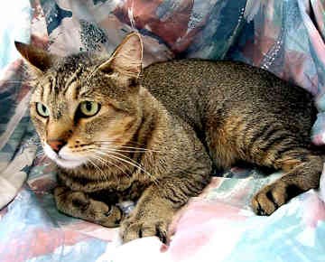 blue abyssinian tabby mix