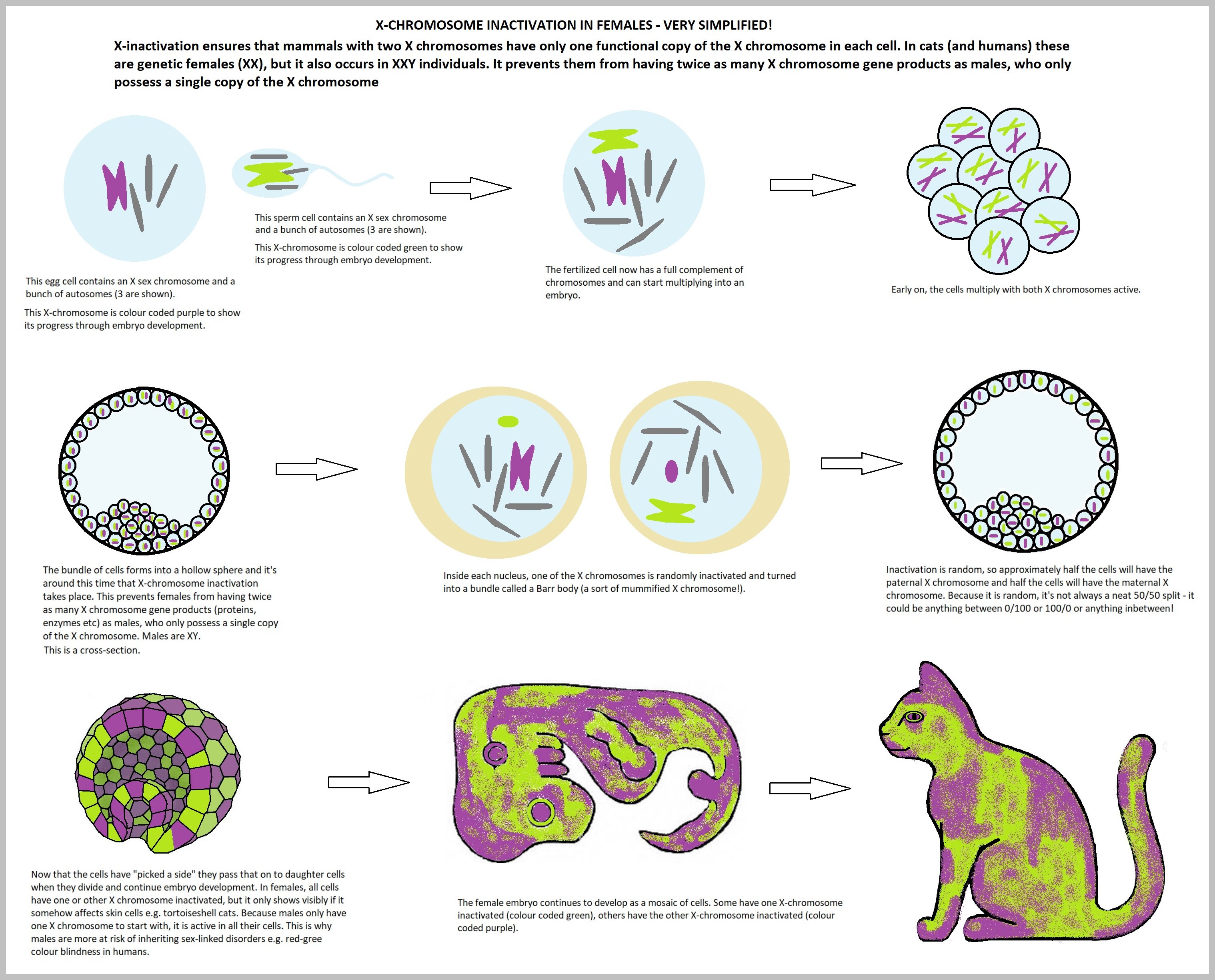 x chromosome inactivation