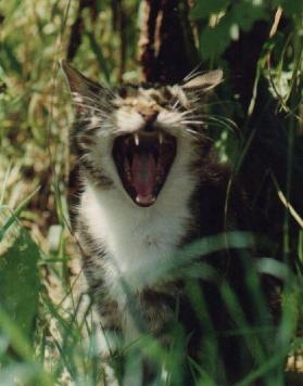 Tall tails: why does the myth of exotic big cats prowling the Australian  bush persist?, Wildlife